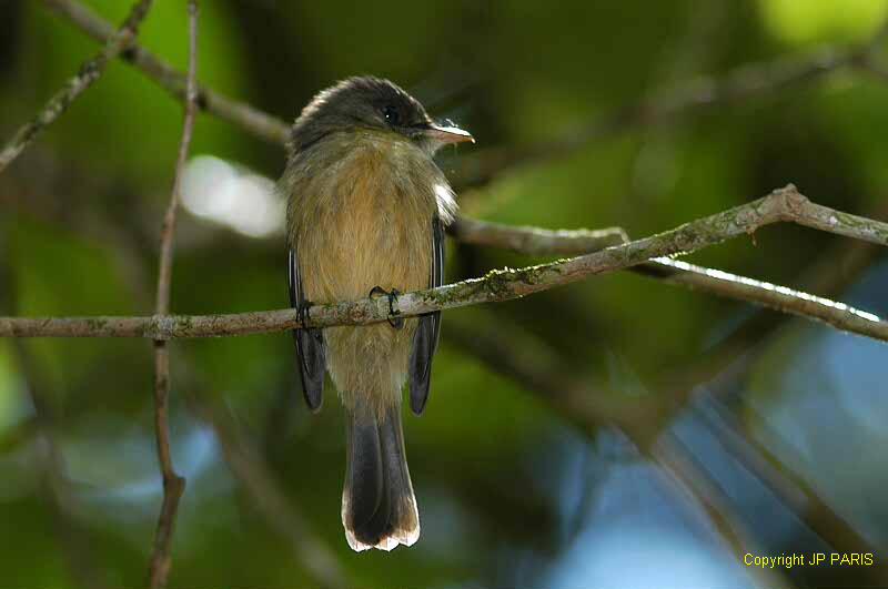 Contopus latirostris